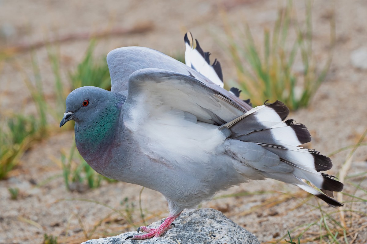 Hill Pigeon - Rajkumar Das