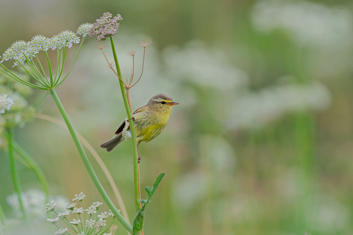 Pouillot de Tickell (affinis/perflavus) - ML478641121