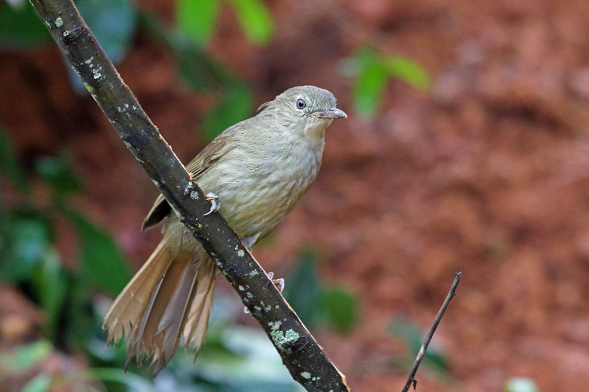 Cabanis's Greenbul (Cabanis's) - Nigel Voaden