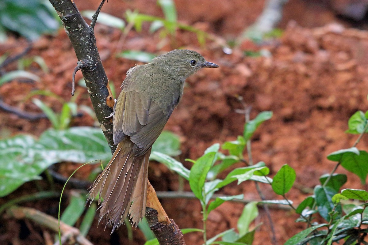 Cabanis's Greenbul (Cabanis's) - ML47864161