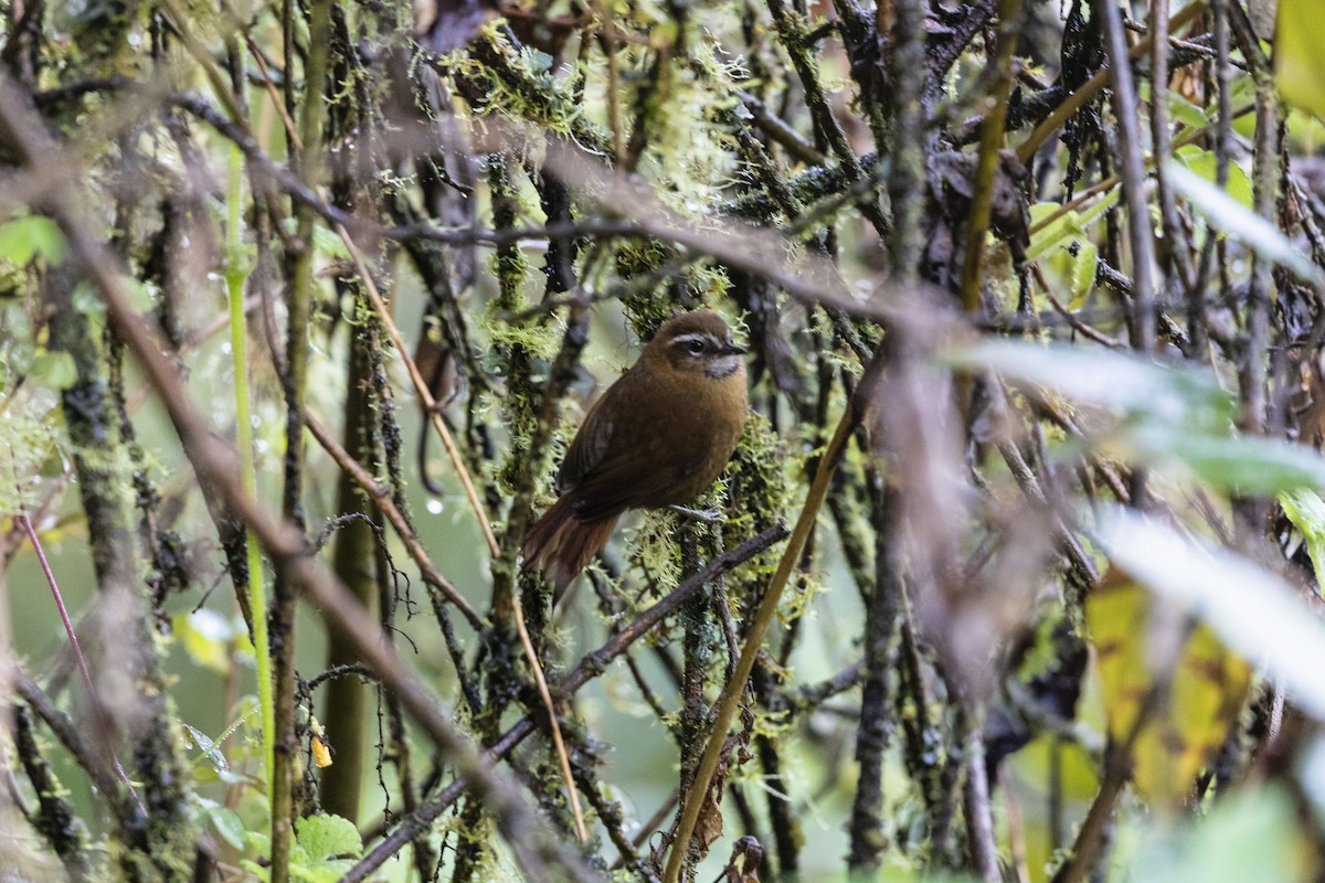 White-browed Spinetail - Stefan Hirsch