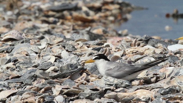 Least Tern - ML478642