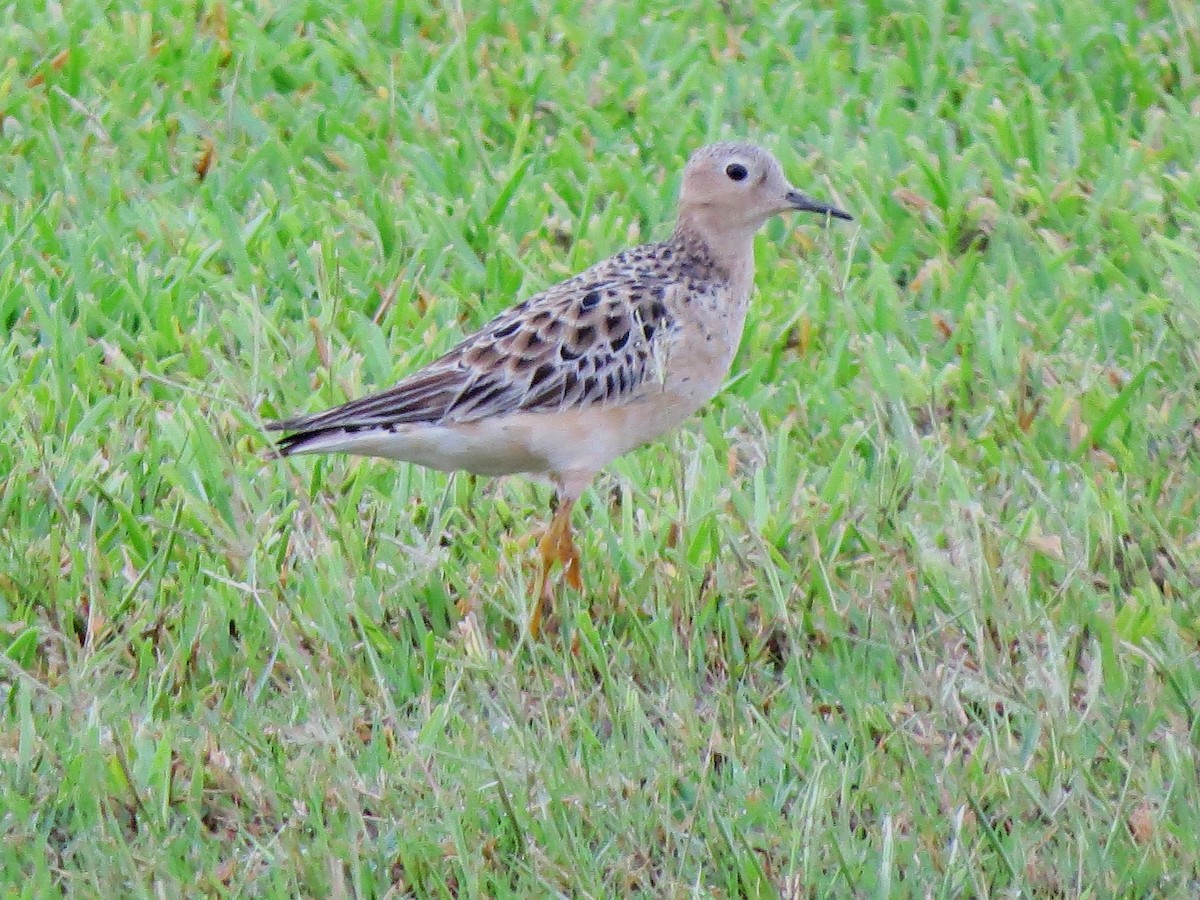 Buff-breasted Sandpiper - ML478642171