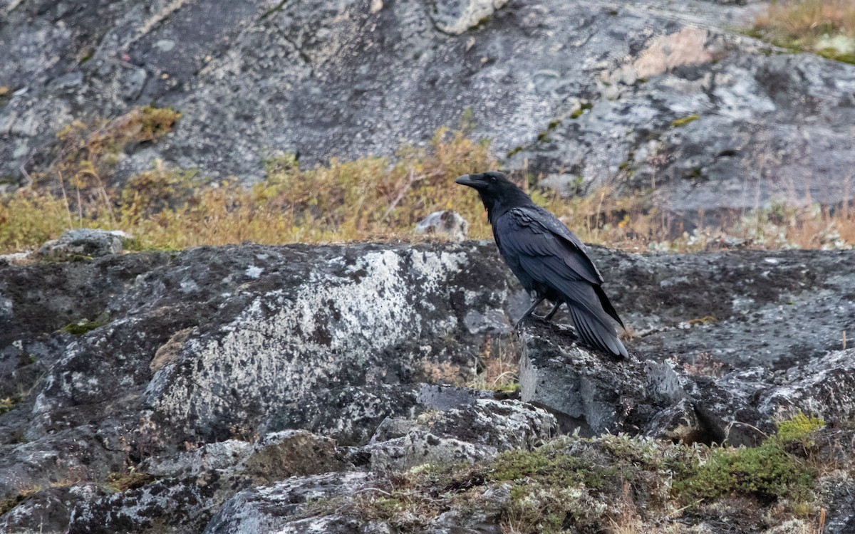 Хон хэрээ - ML478642351