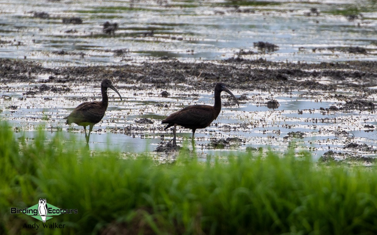 Glossy Ibis - ML478642651