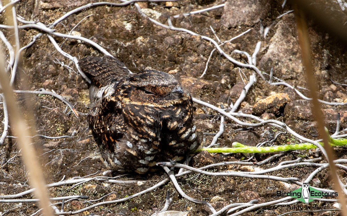 Diabolical Nightjar - ML478643041