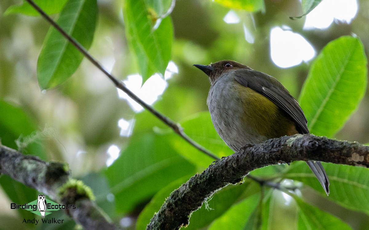 Sulawesiwaldpfeifer (bonensis) - ML478643121