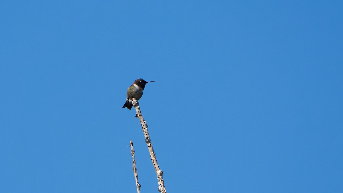 Black-chinned Hummingbird - Cheech Albanese (ignorant birder)
