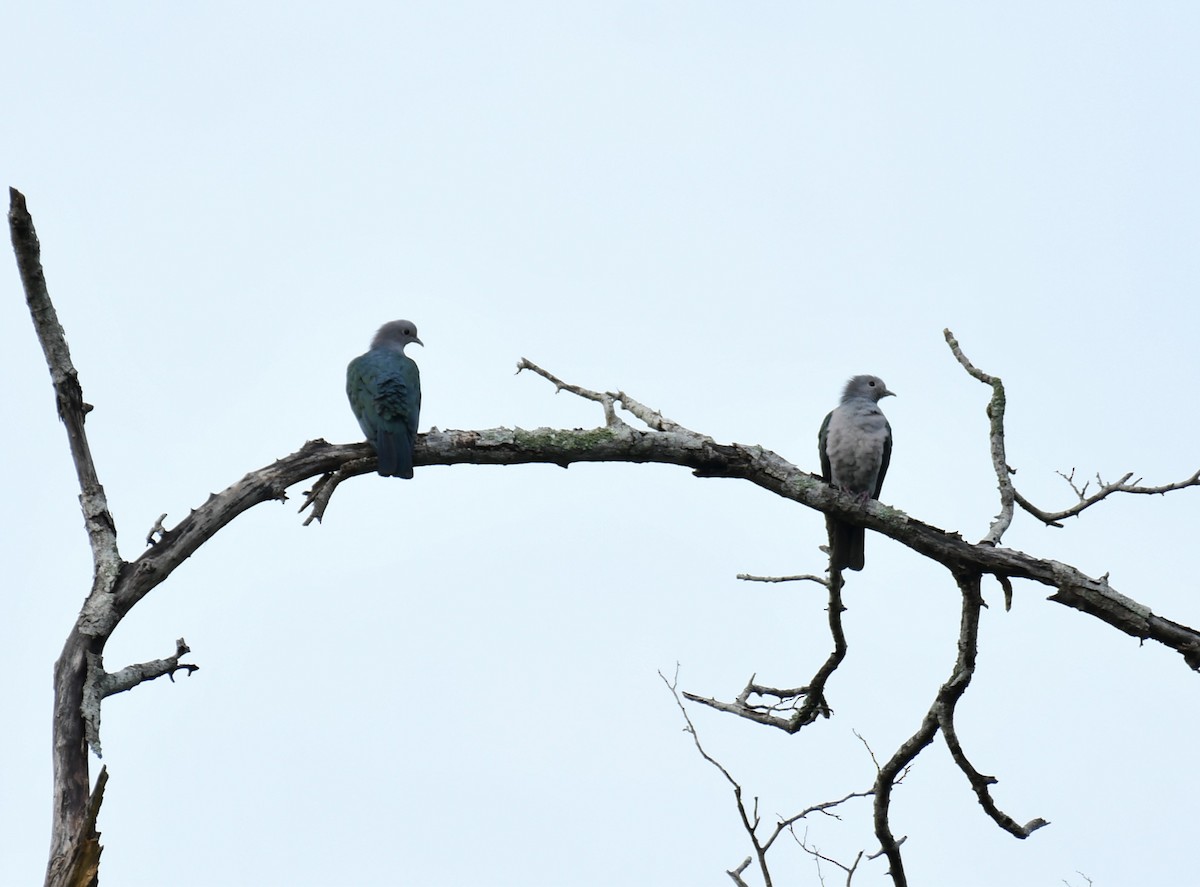 Green Imperial-Pigeon - ML478644431