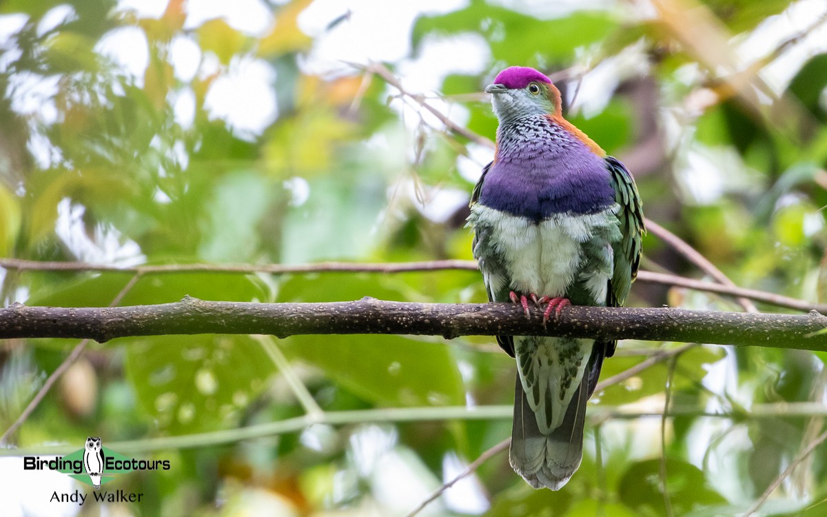 Superb Fruit-Dove (Western) - Andy Walker - Birding Ecotours