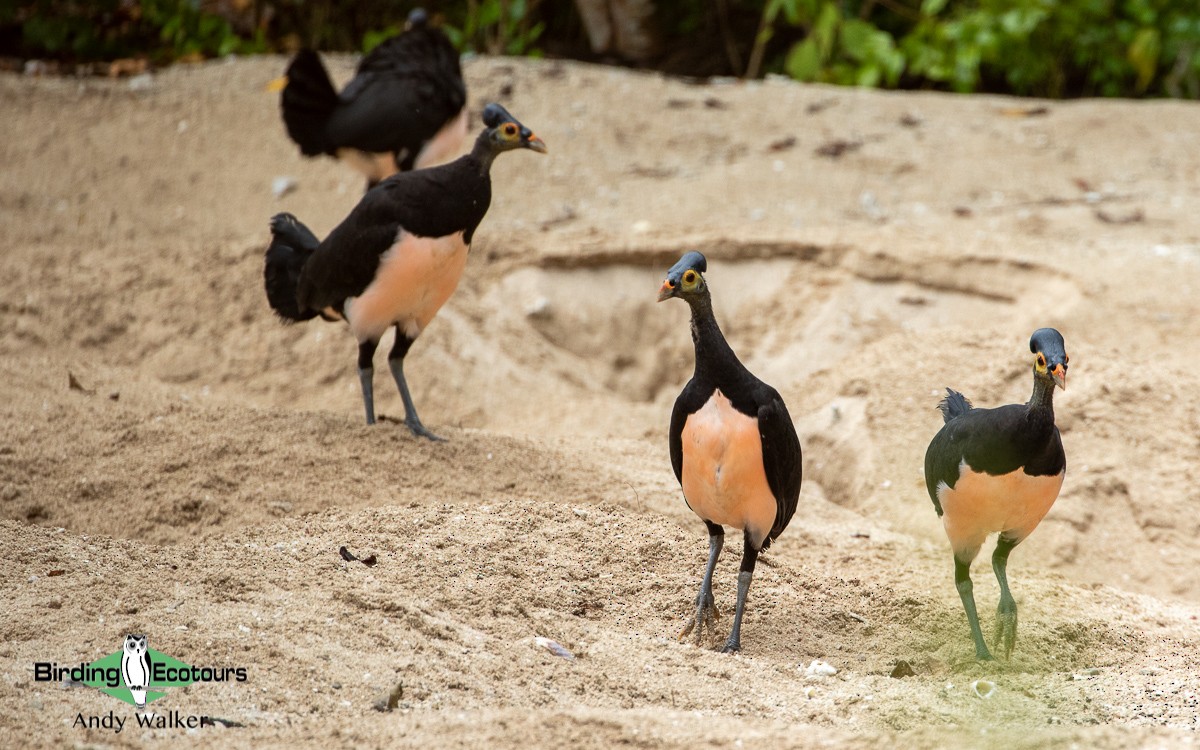 Talégalo Maleo - ML478644871