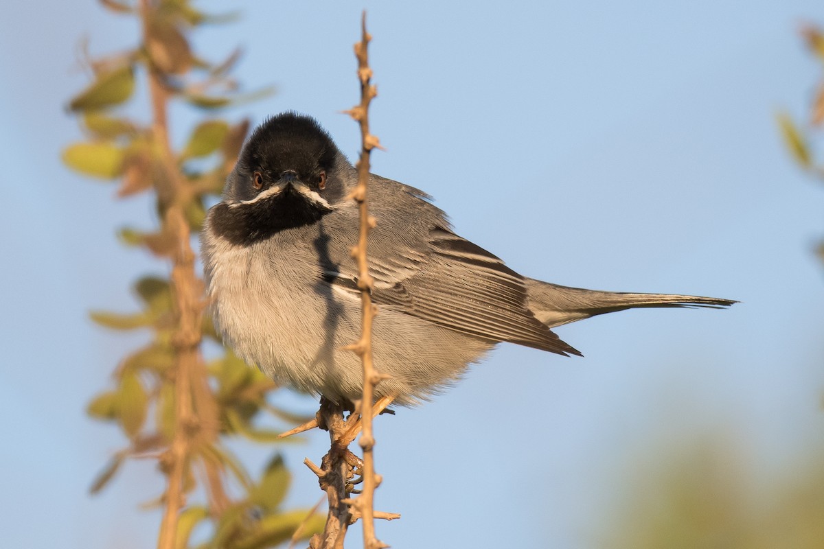 Rüppell's Warbler - Uri Stoffman