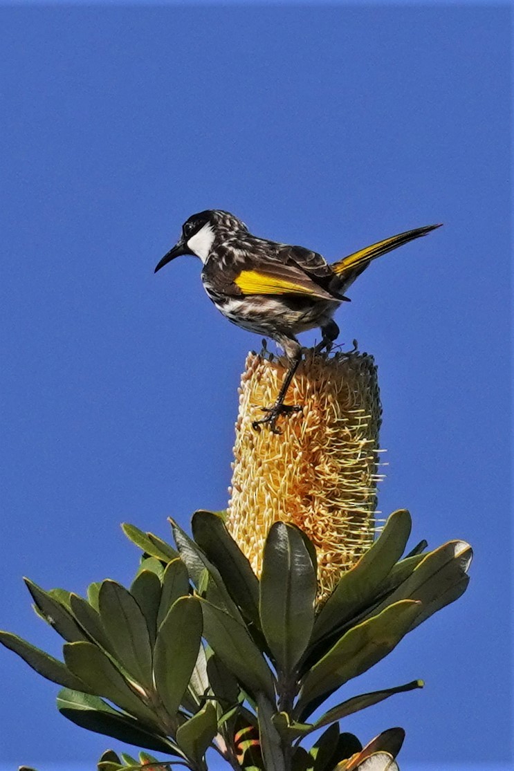 White-cheeked Honeyeater - ML478645251