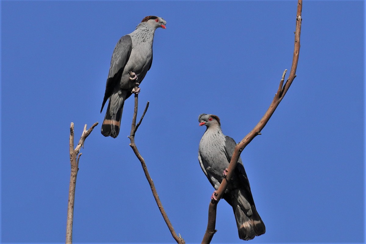 Topknot Pigeon - Ellany Whelan