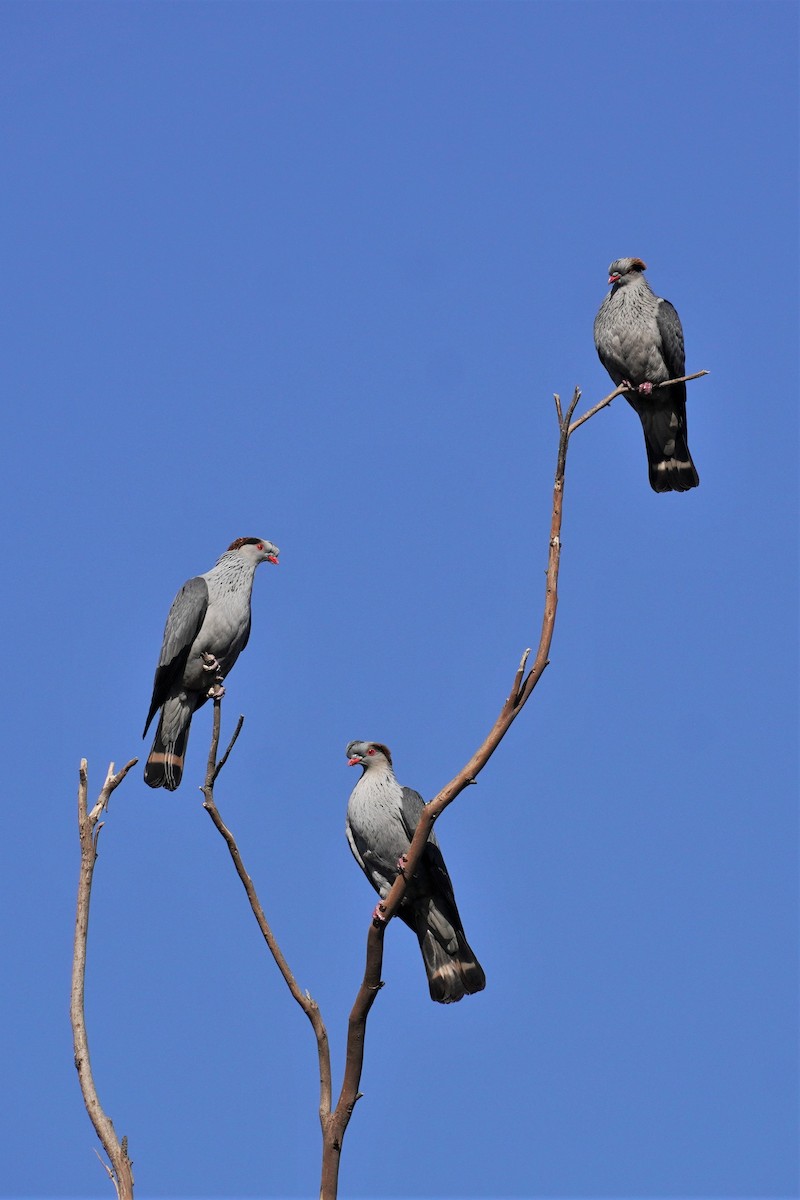 Topknot Pigeon - ML478645291