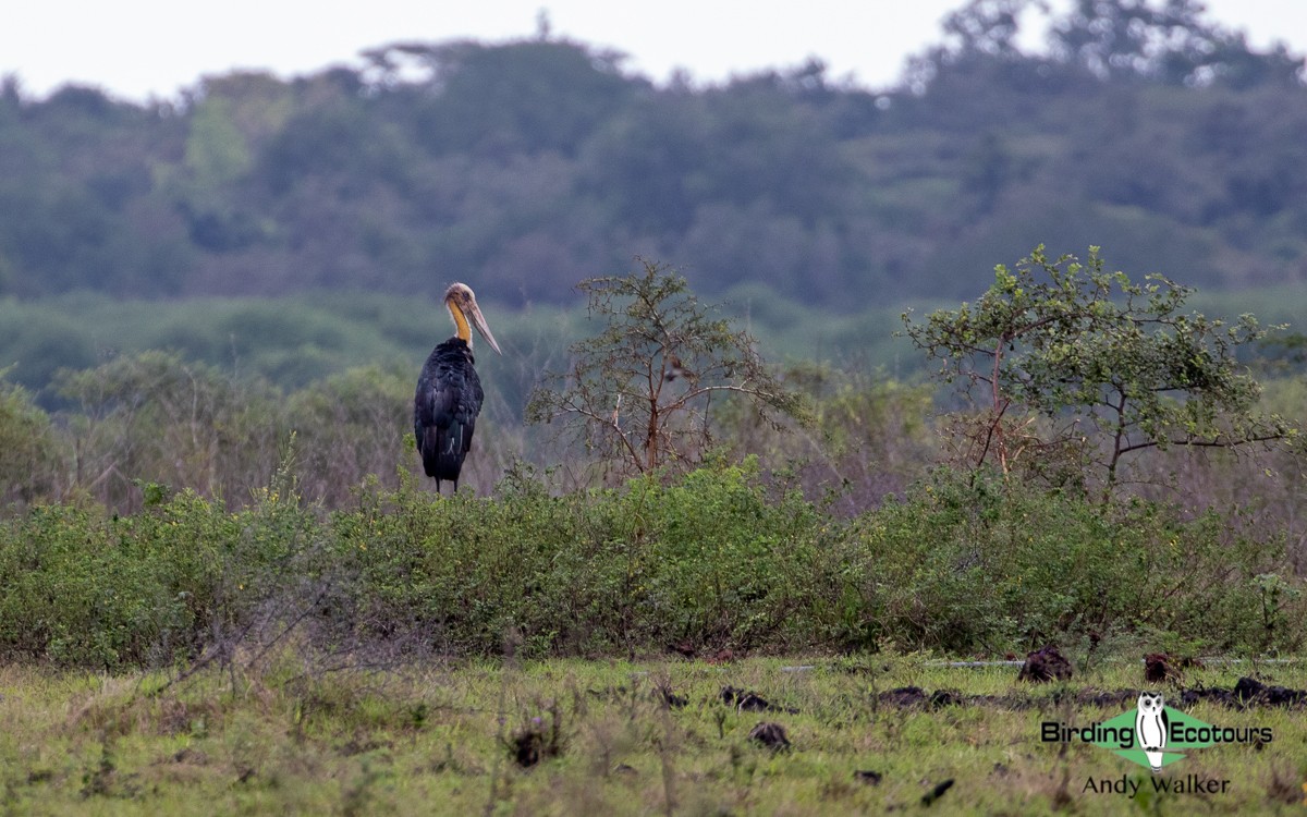 Lesser Adjutant - ML478645331