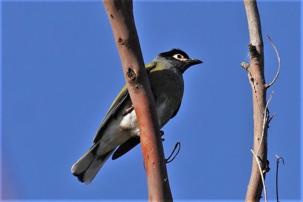 Australasian Figbird - ML478645411