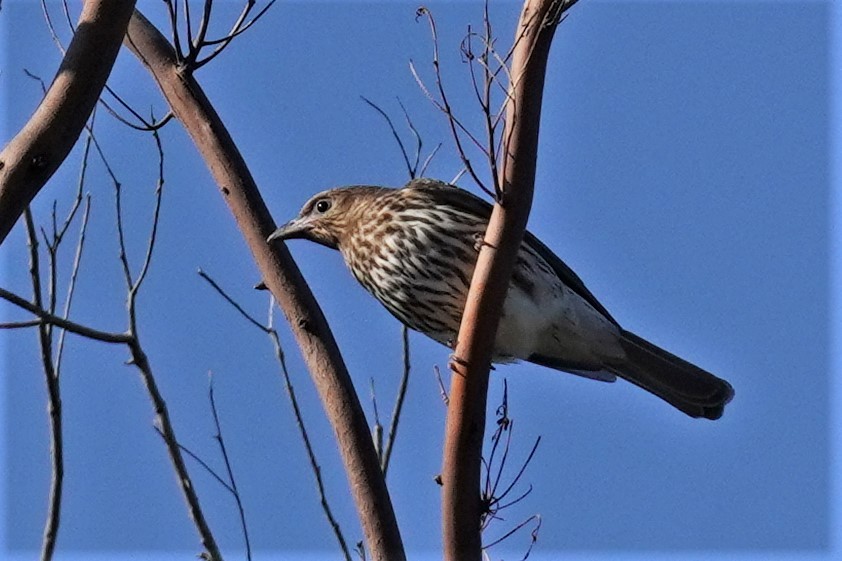 Australasian Figbird - ML478645421