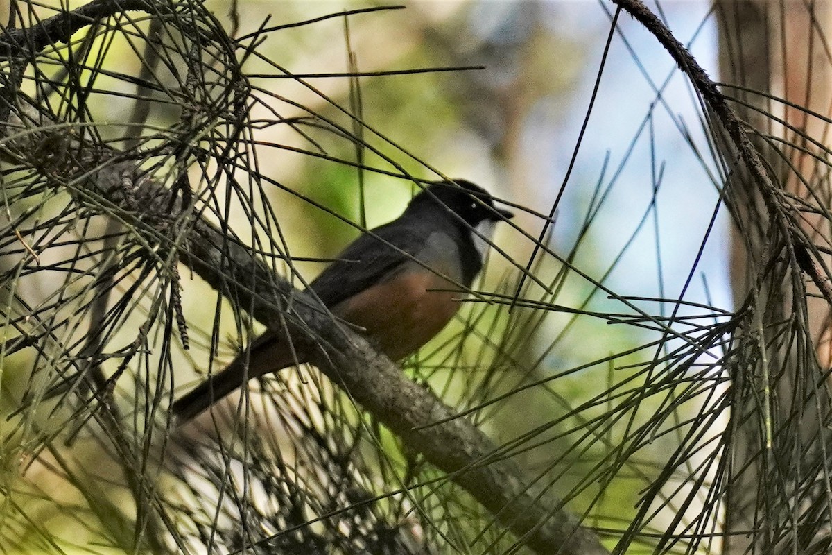 Rufous Whistler - ML478645511