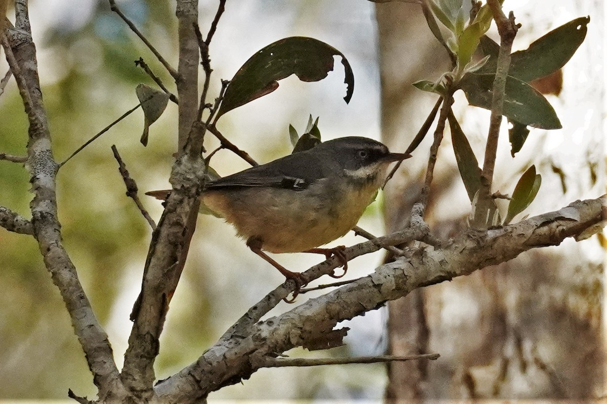 White-browed Scrubwren - ML478645551