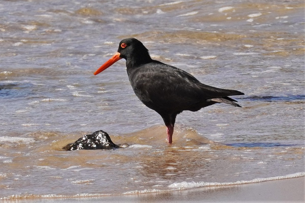 Sooty Oystercatcher - ML478645601