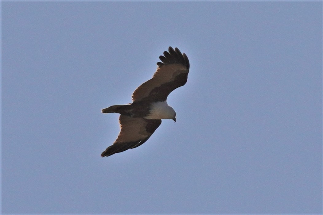 Brahminy Kite - ML478645801