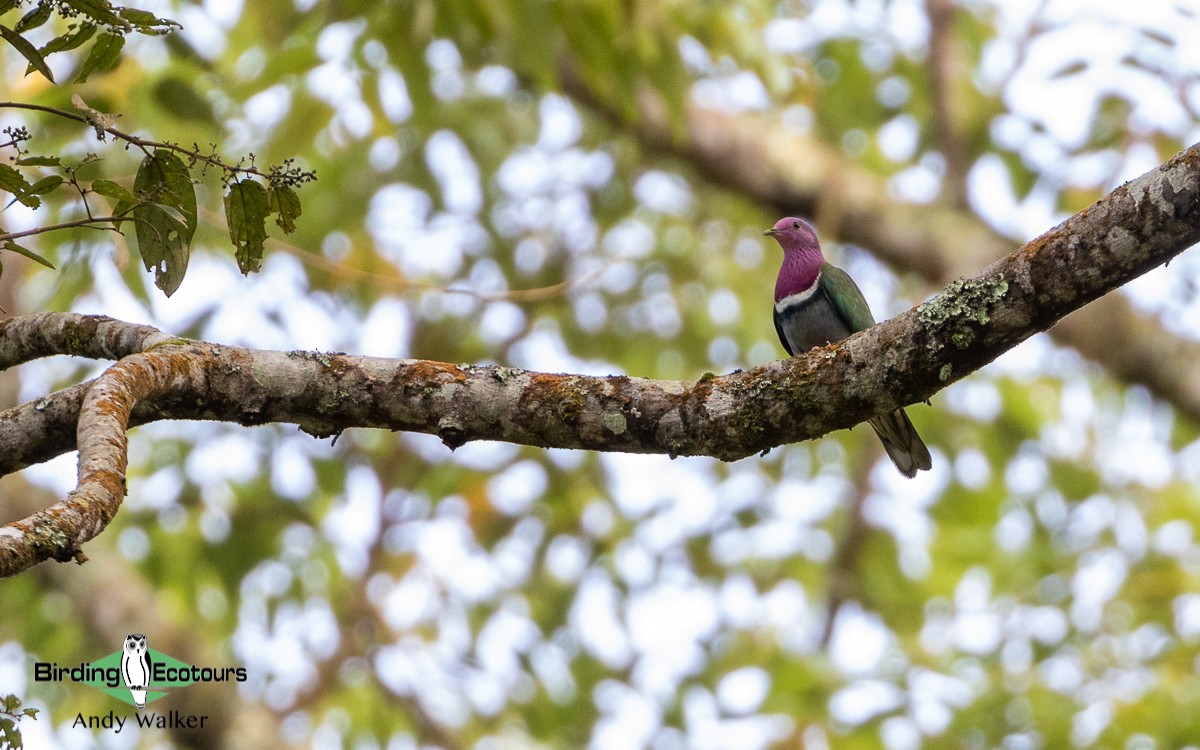 Pink-headed Fruit-Dove - Andy Walker - Birding Ecotours