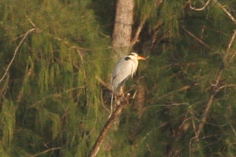 Gray Heron - ML47864701