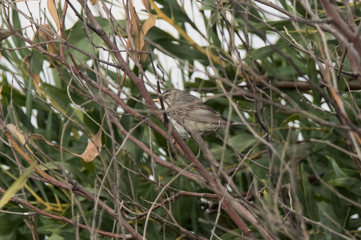 Olive-tree Warbler - ML478647291