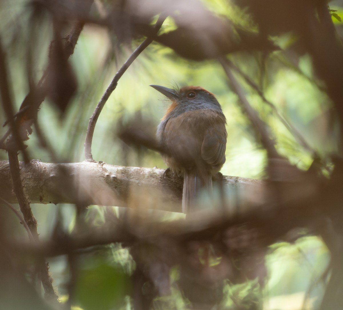 Rufous-capped Nunlet - Simon Colenutt