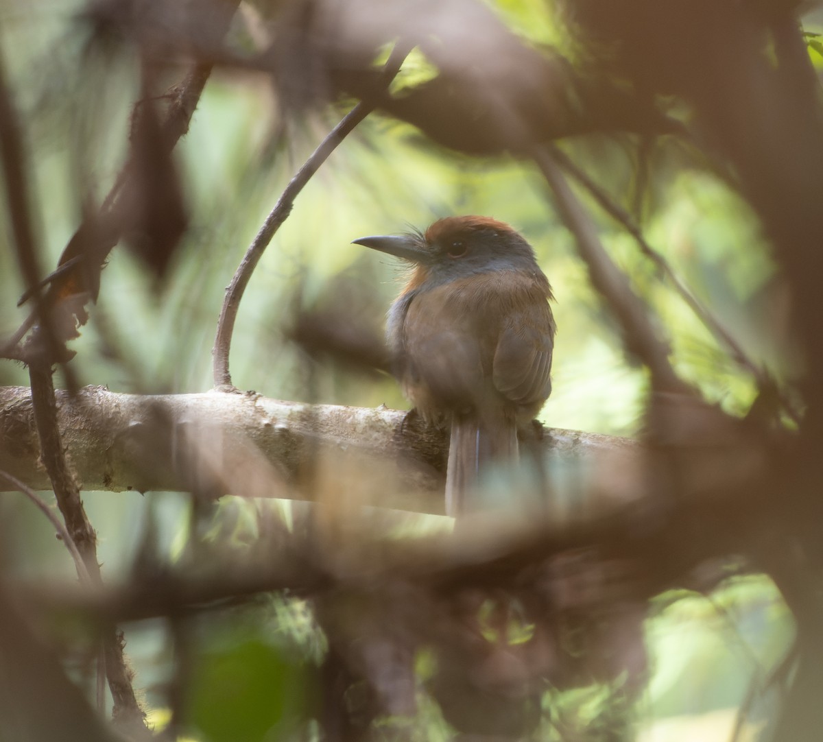 Rufous-capped Nunlet - Simon Colenutt