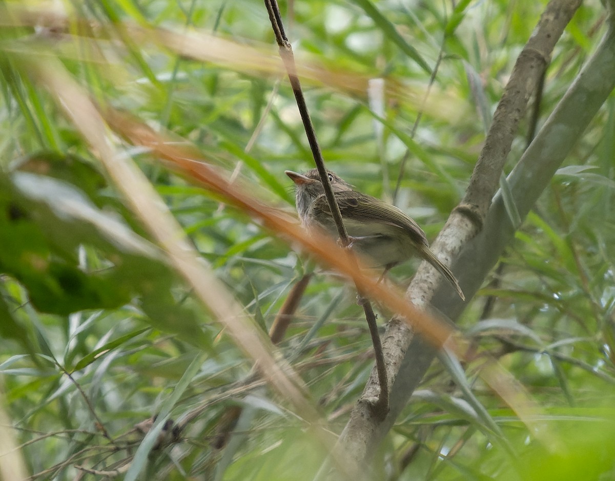 Johannes's Tody-Tyrant - Simon Colenutt