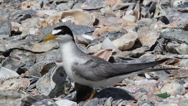 Least Tern - ML478648