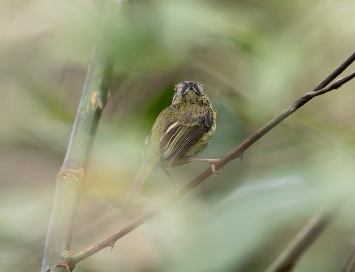 Long-crested Pygmy-Tyrant - ML478648601