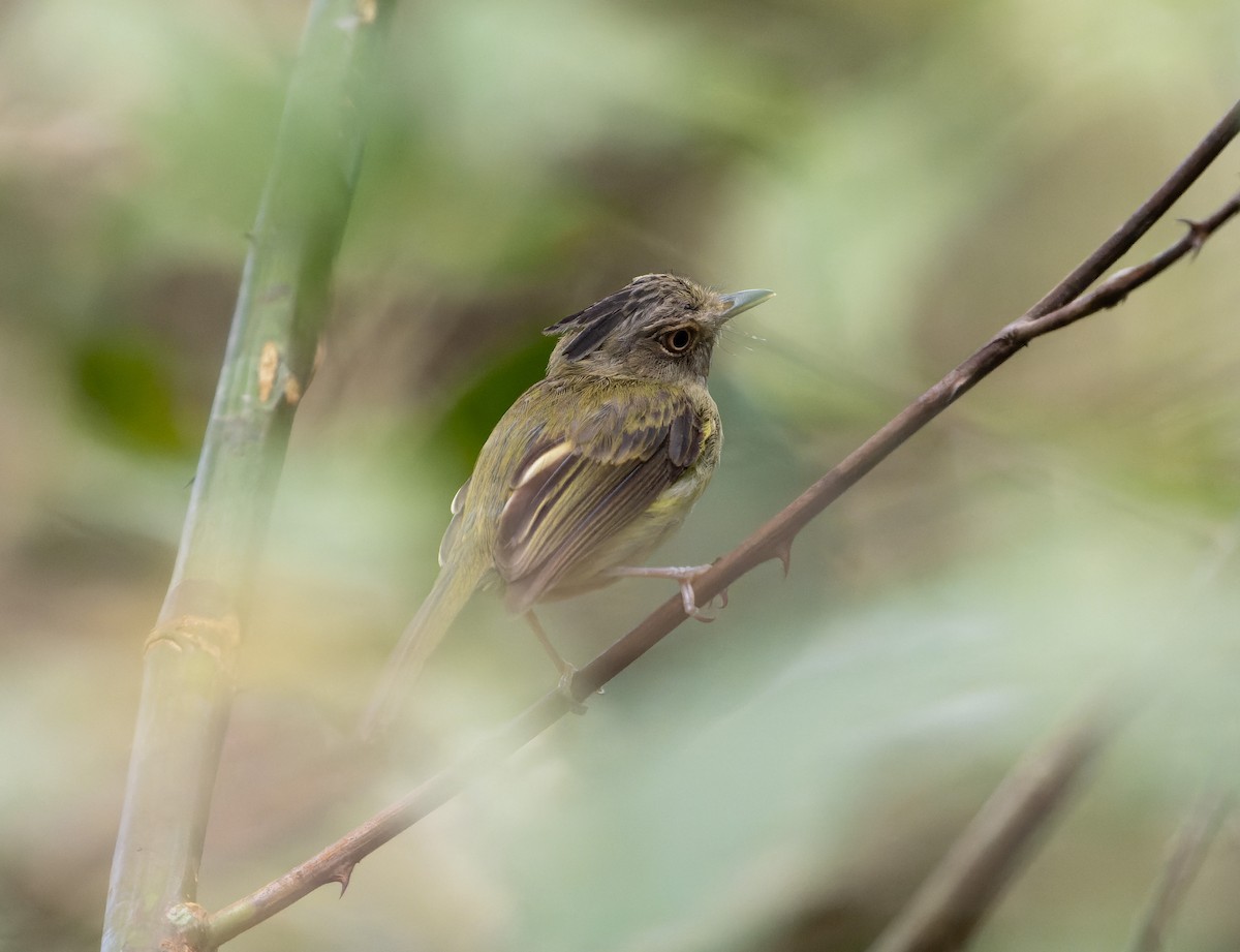 Long-crested Pygmy-Tyrant - ML478648621