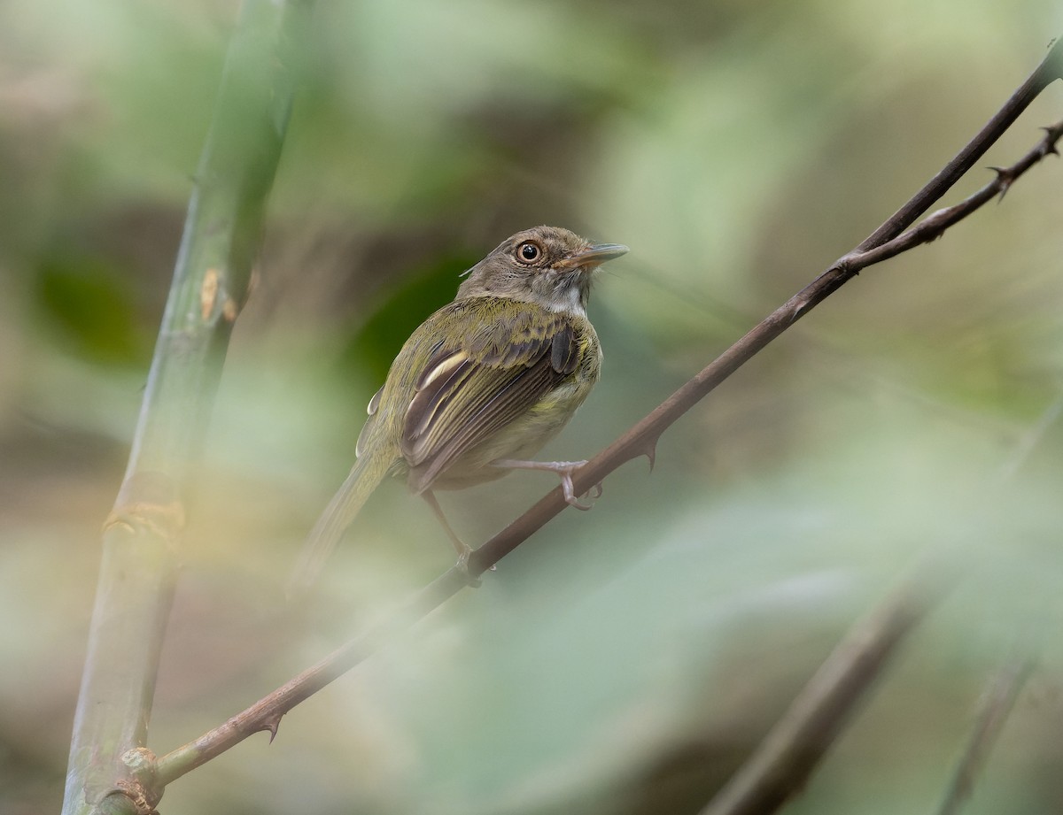 Long-crested Pygmy-Tyrant - ML478648631