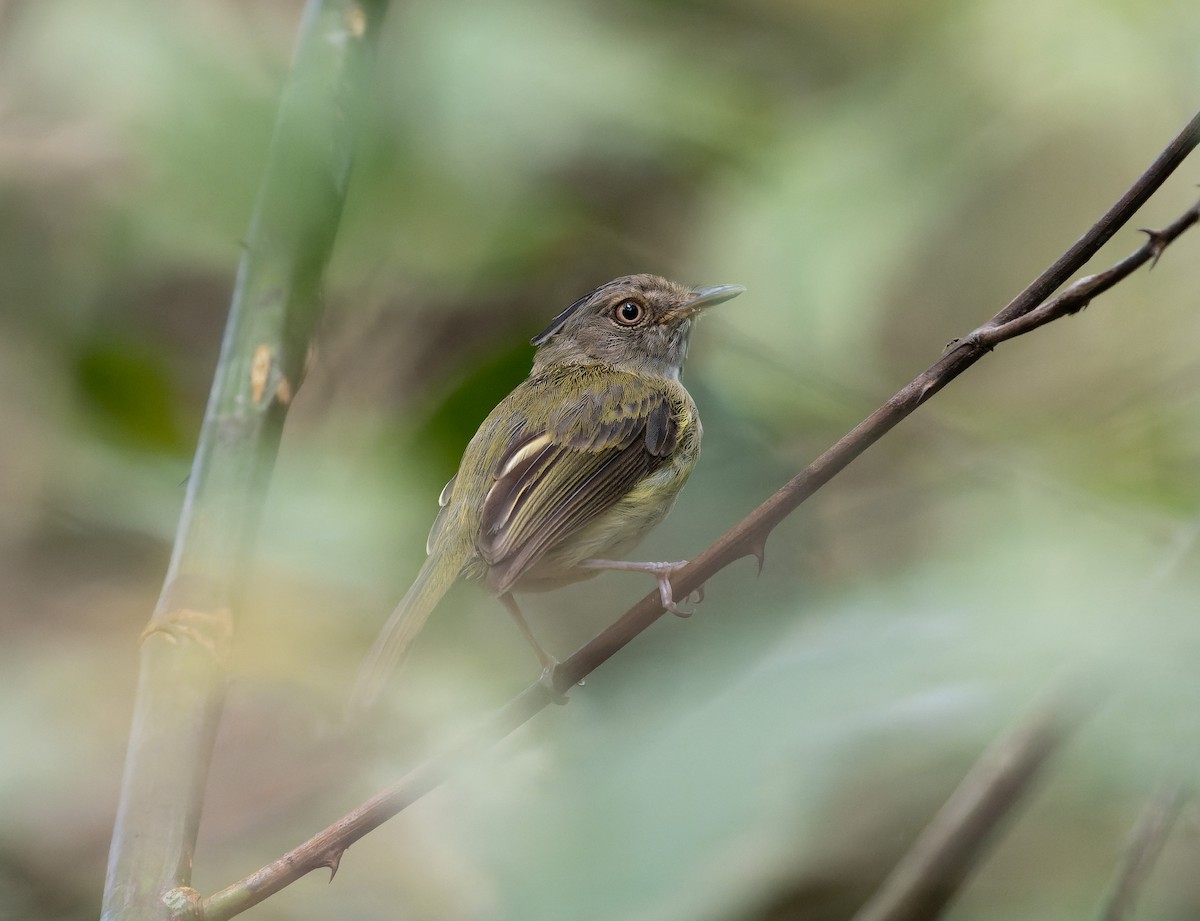 Long-crested Pygmy-Tyrant - ML478648641