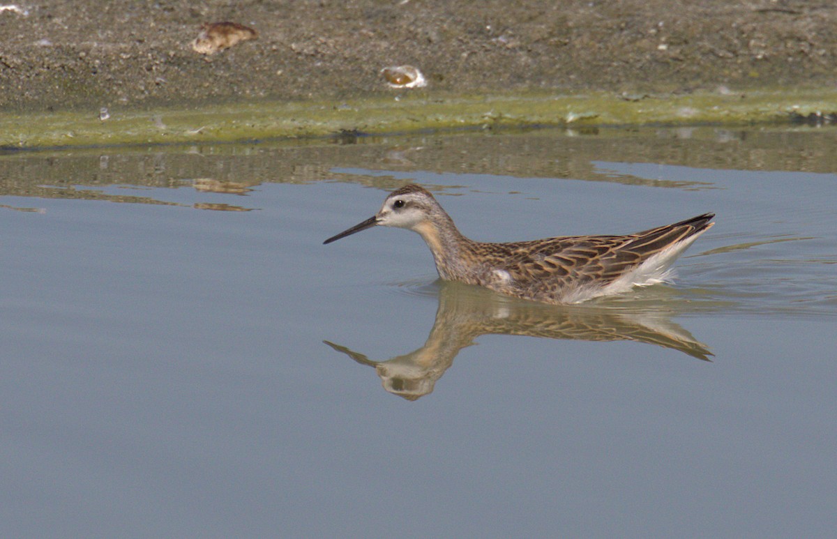 Wilson's Phalarope - ML478648891