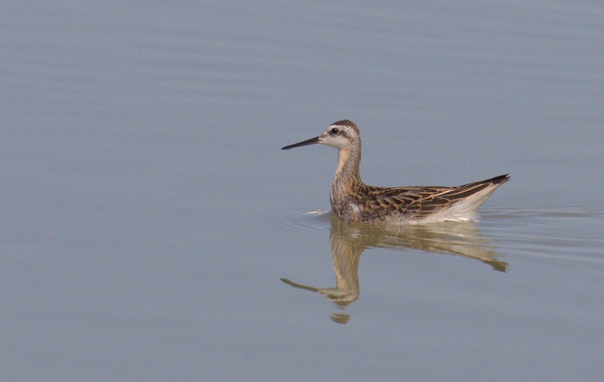 Wilson's Phalarope - ML478648901