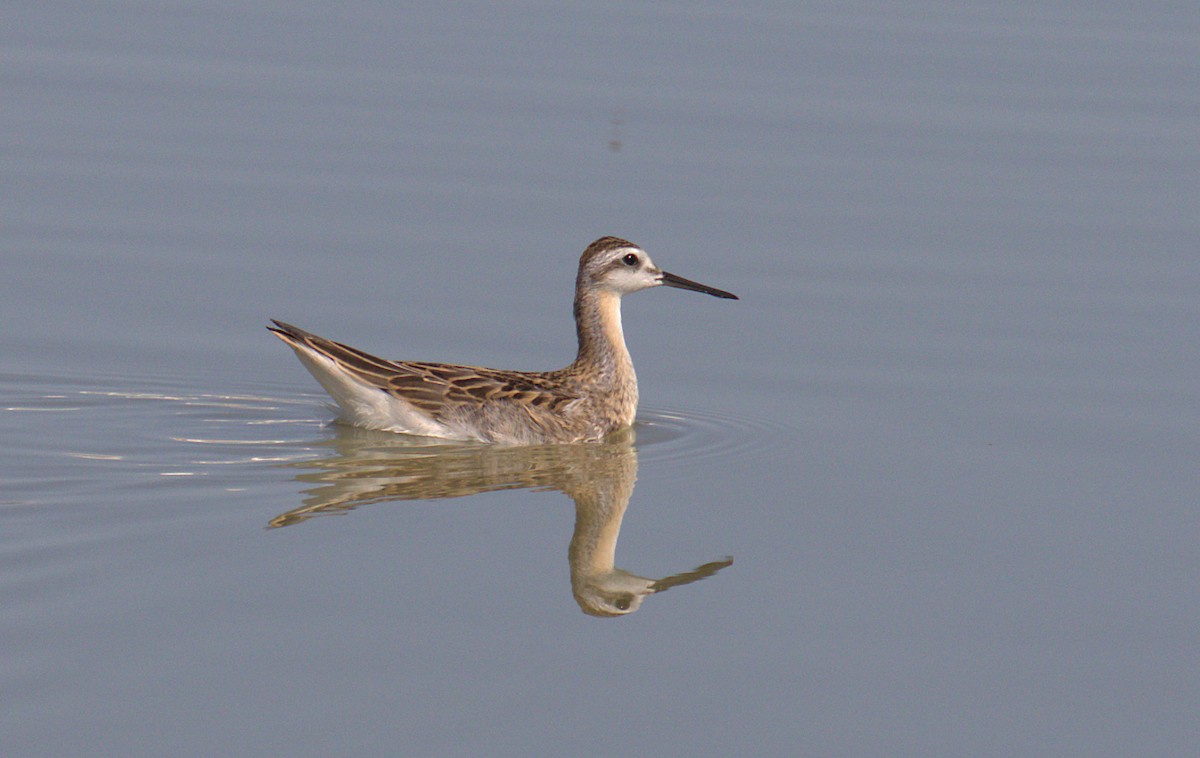 Wilson's Phalarope - Curtis Marantz