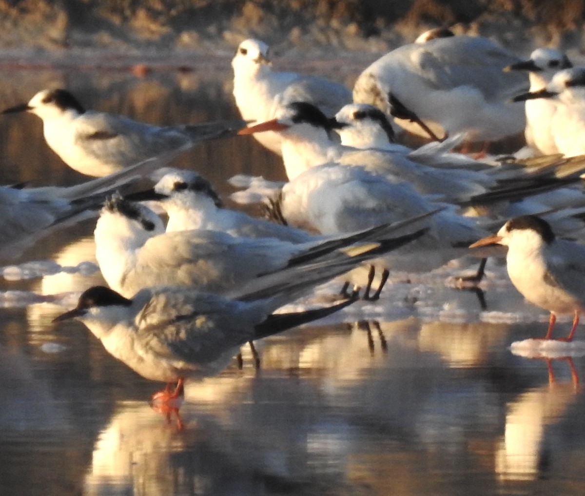 Elegant Tern - ML478648981