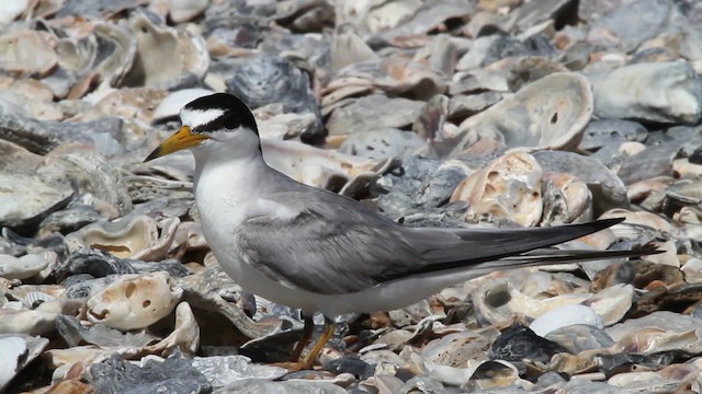 Least Tern - ML478649