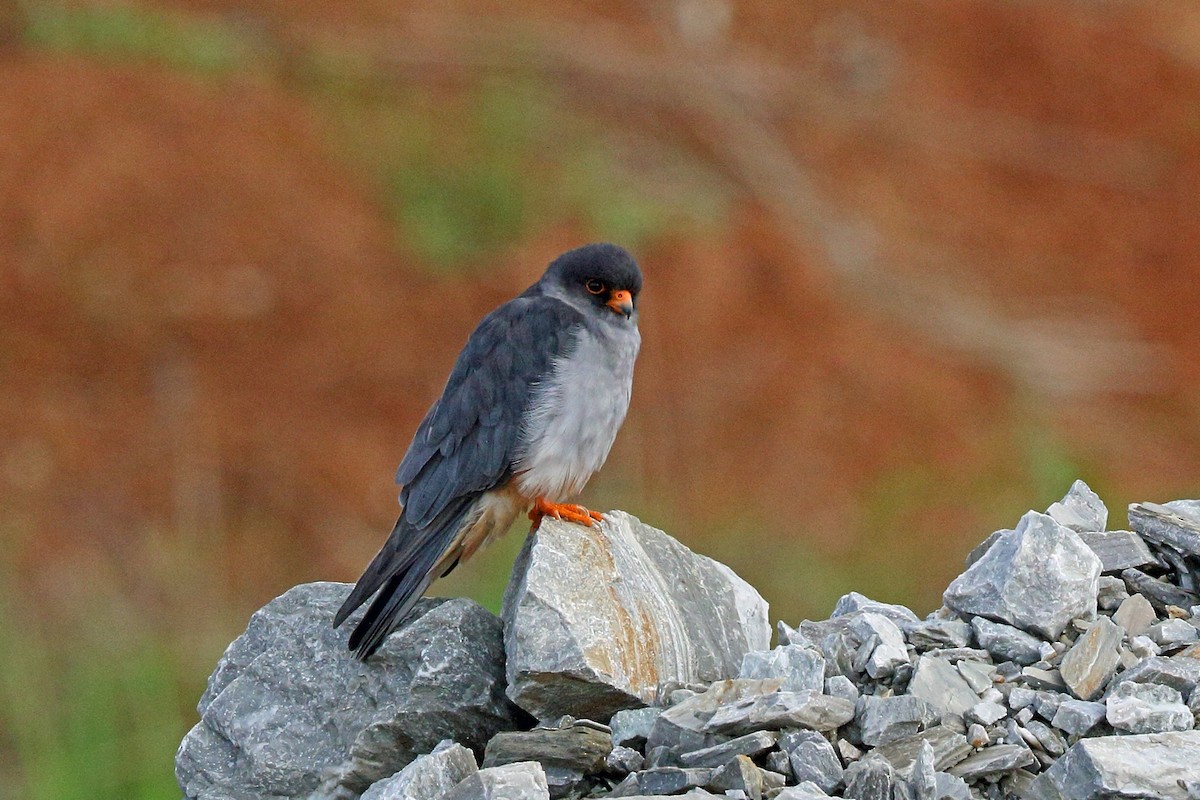 Amur Falcon - ML47864901