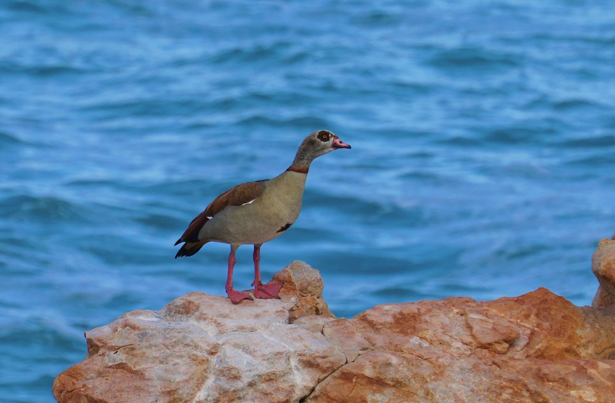 Egyptian Goose - ML478649101