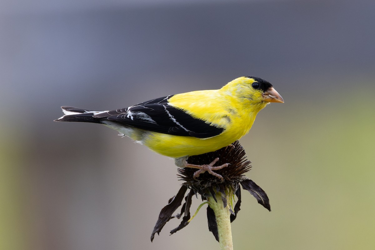 American Goldfinch - ML478649581