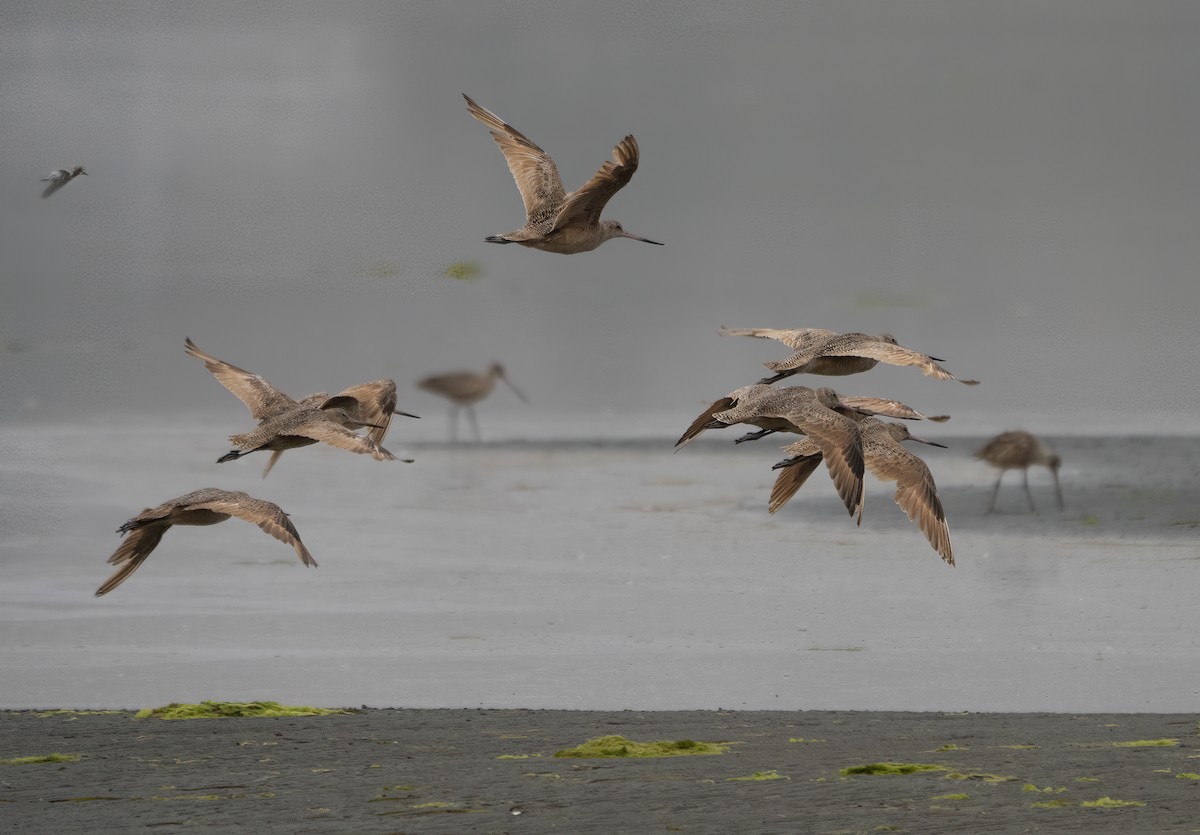 Marbled Godwit - ML478649741