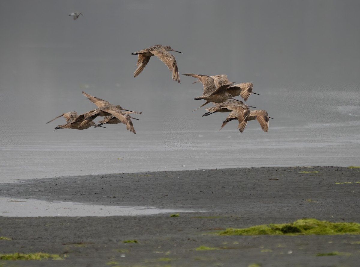 Marbled Godwit - ML478649751