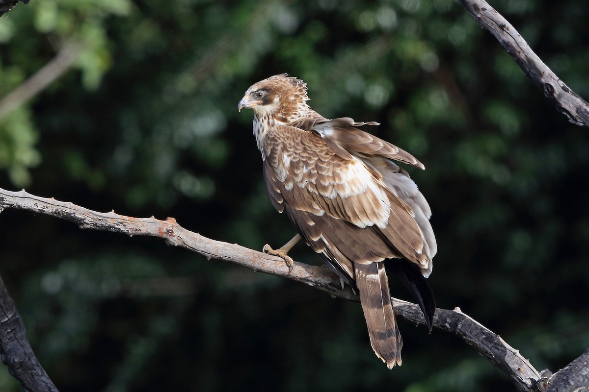 African Harrier-Hawk - ML47865061