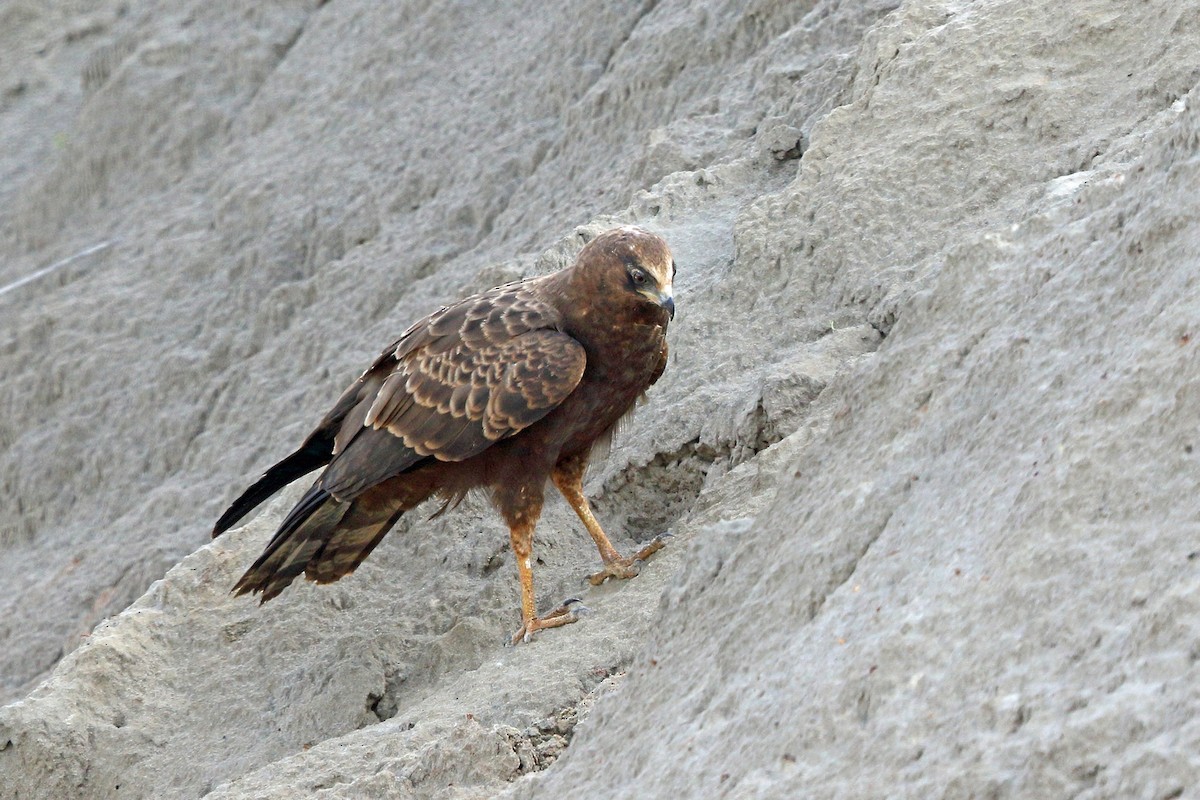 African Harrier-Hawk - ML47865091