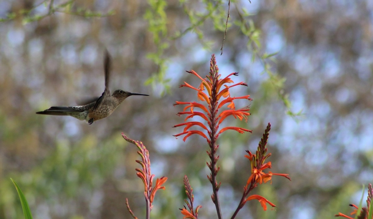Giant Hummingbird - ML478650991